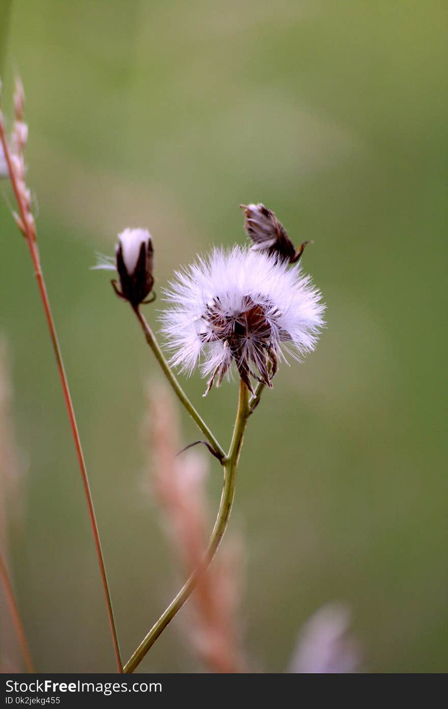 Flower, Flora, Insect, Bee