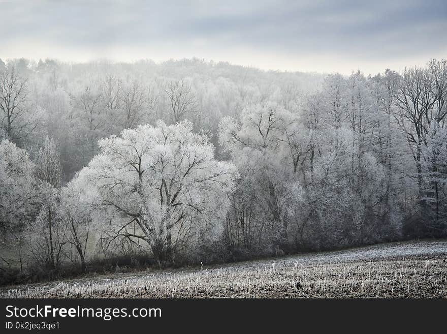 Winter, Frost, Tree, Snow