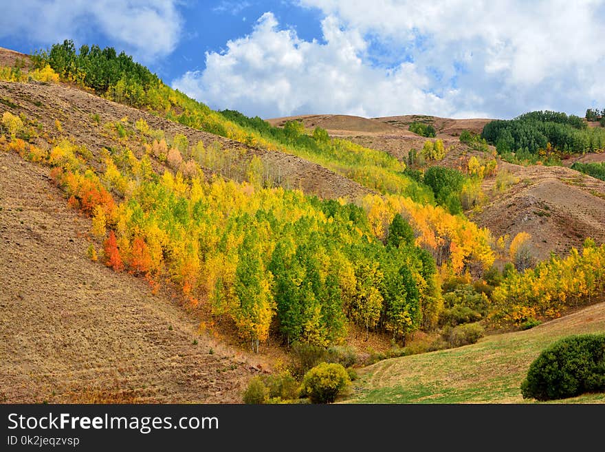 Nature, Vegetation, Leaf, Ecosystem