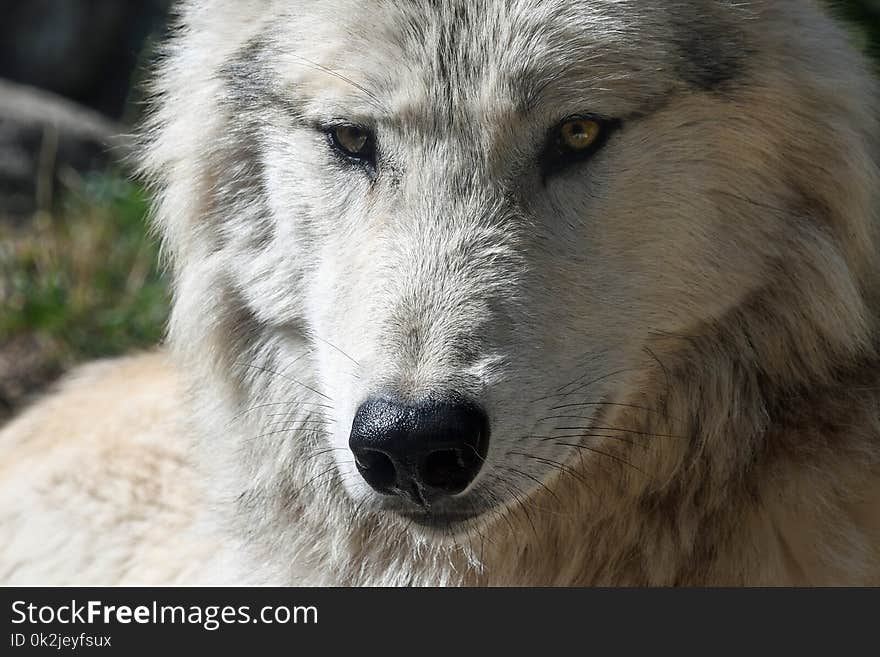 Wolf, Wildlife, Dog Like Mammal, Fauna