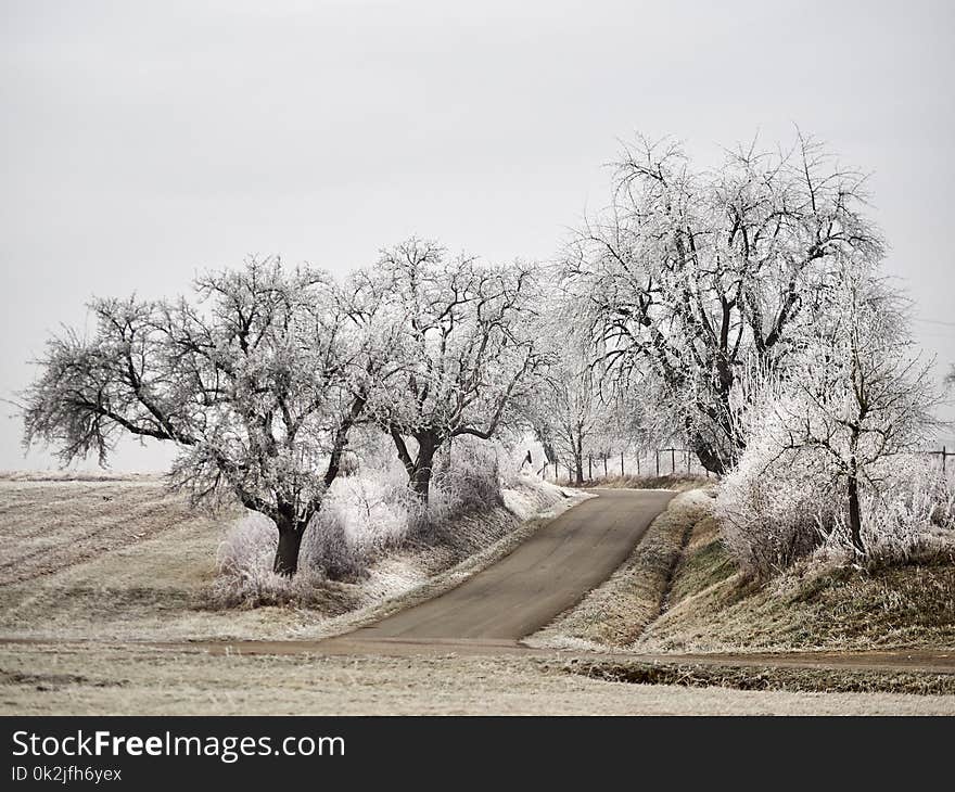 Tree, Winter, Woody Plant, Frost