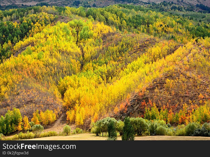 Nature, Ecosystem, Temperate Broadleaf And Mixed Forest, Vegetation