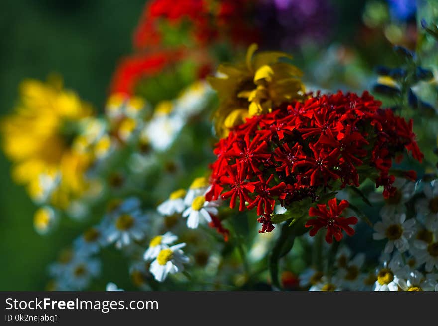 a bouquet of bright spring flowers of various types