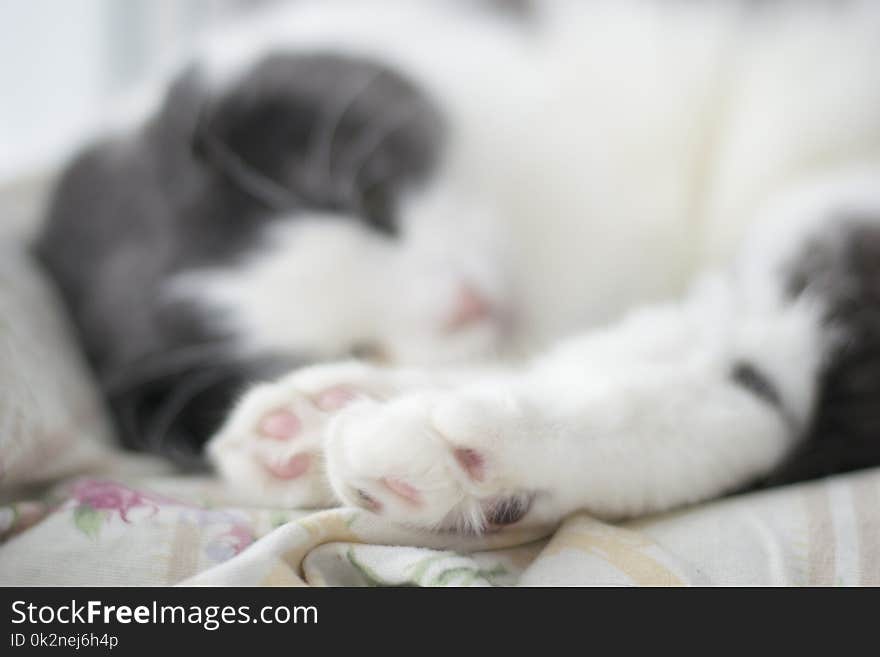 Photo of cute pink with a black spot cat`s foot, selective focus