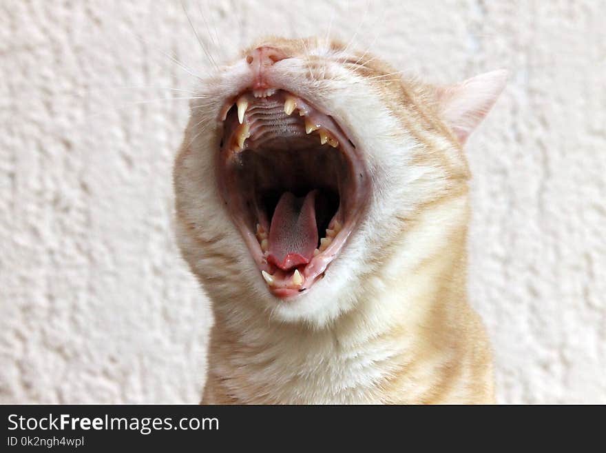 Yellow cat yawn,white background