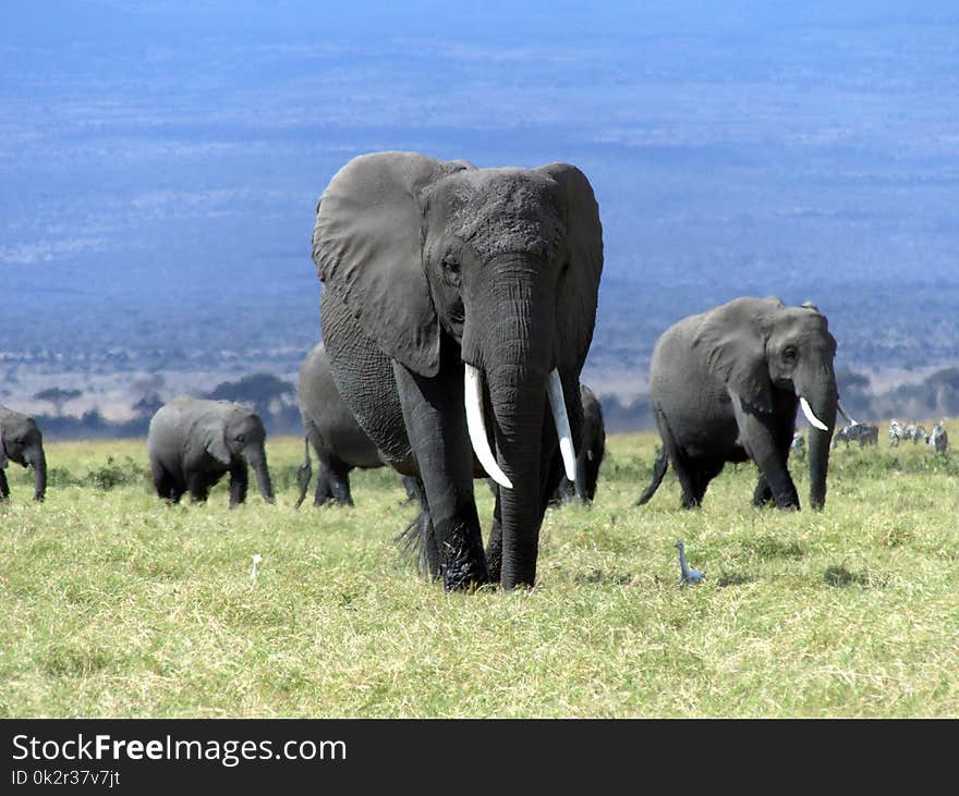 A rather large African Elephant seems to be the leader for this family of Elephants. Certainly big tusks Taken at Amboseli National Park Kenya. A rather large African Elephant seems to be the leader for this family of Elephants. Certainly big tusks Taken at Amboseli National Park Kenya