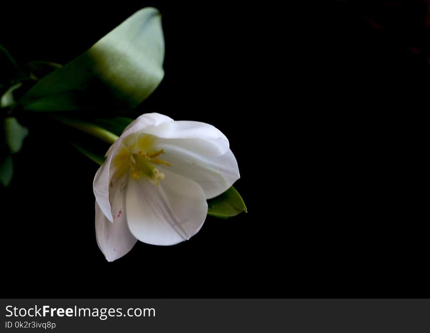 White tulip on a black background. a delicate tulip flower with white petals and bright green leaves on a dark background.