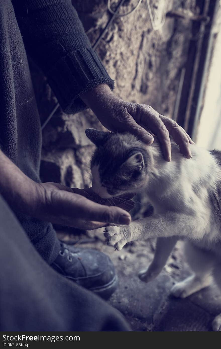 Retro effect faded and toned image of a man feeding a cat with his hand.