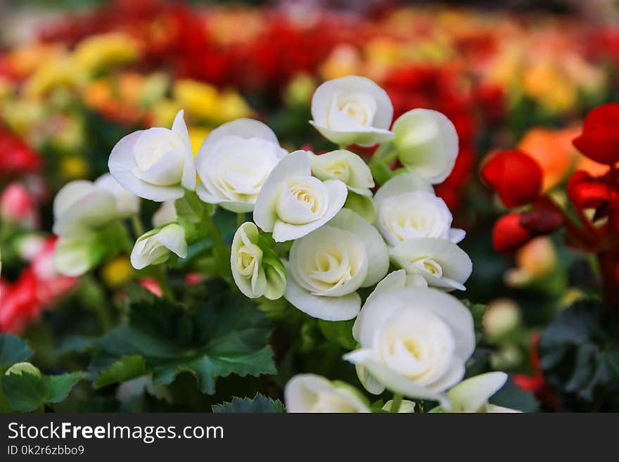 Pattern of beautiful natural begonia flowers