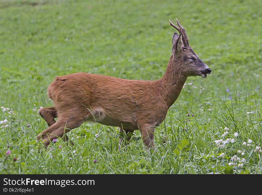 Roebuck on green meadow