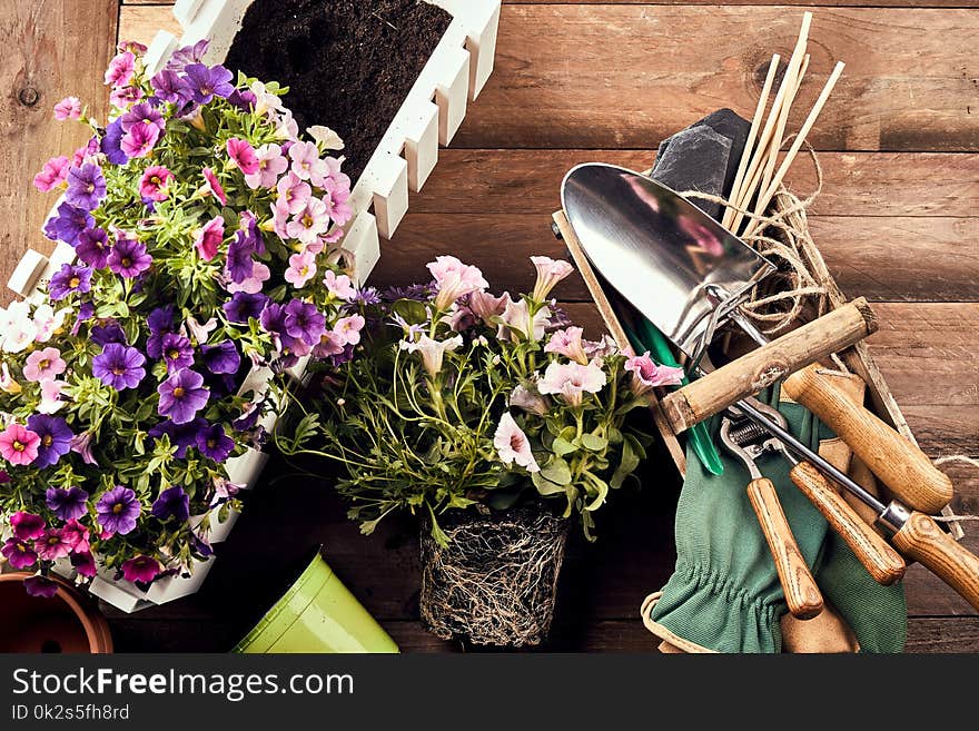 Flowers with gardening tools on wooden background