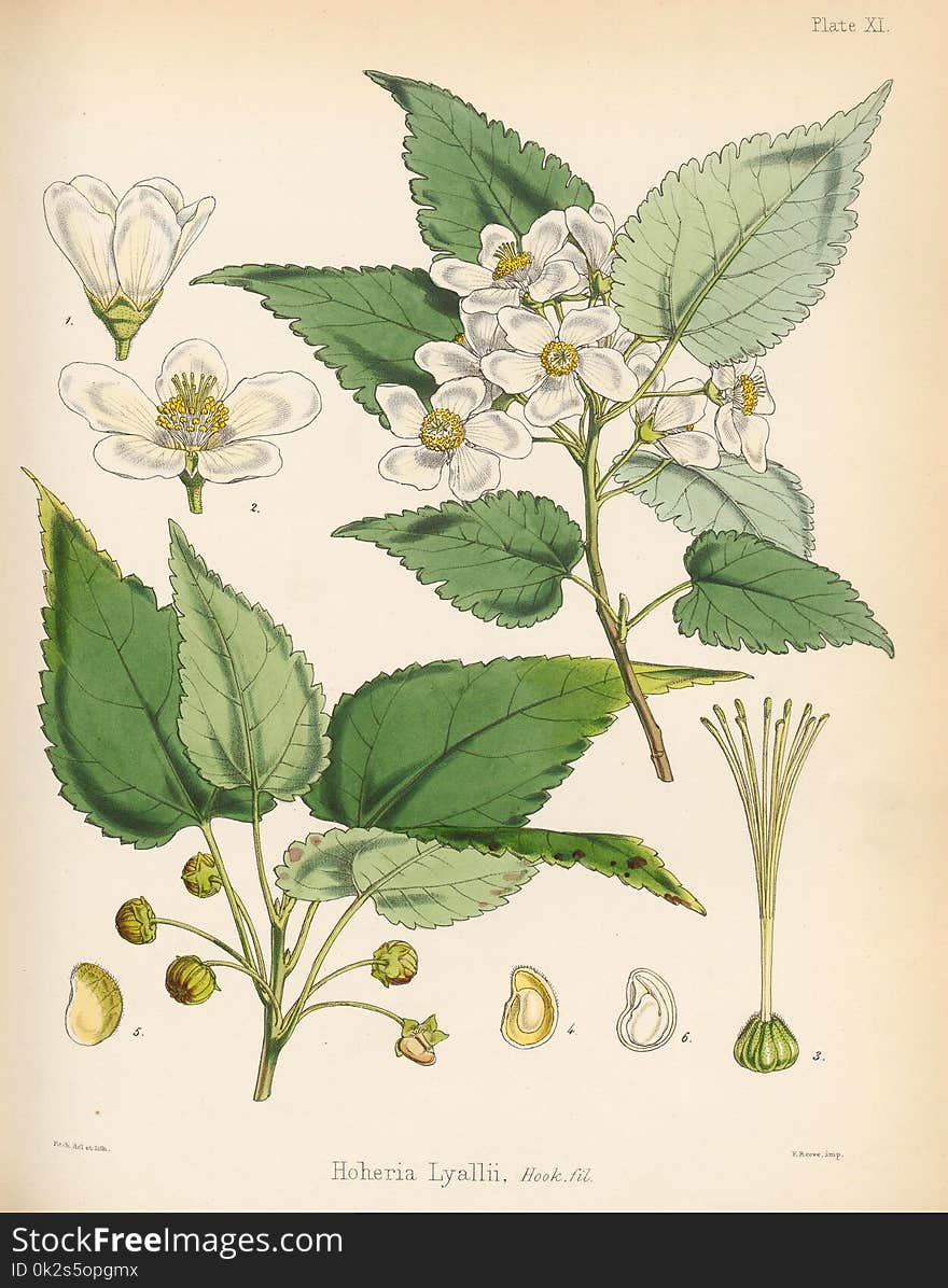 Illustration of plant.