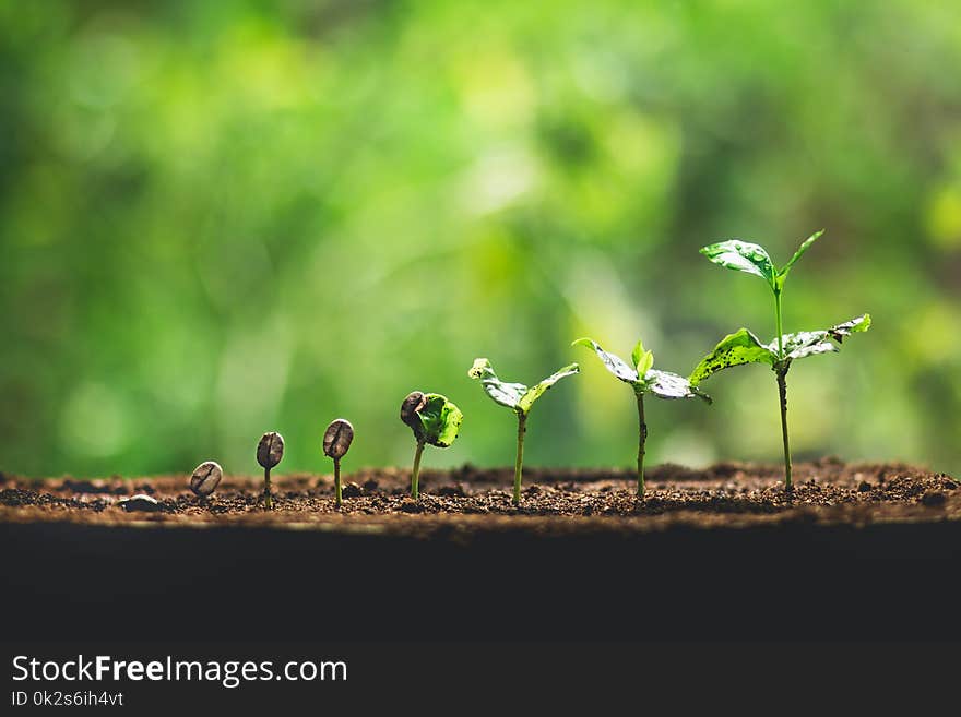 Plant Coffee seedlings in nature Close-Up Of Fresh Green Plant