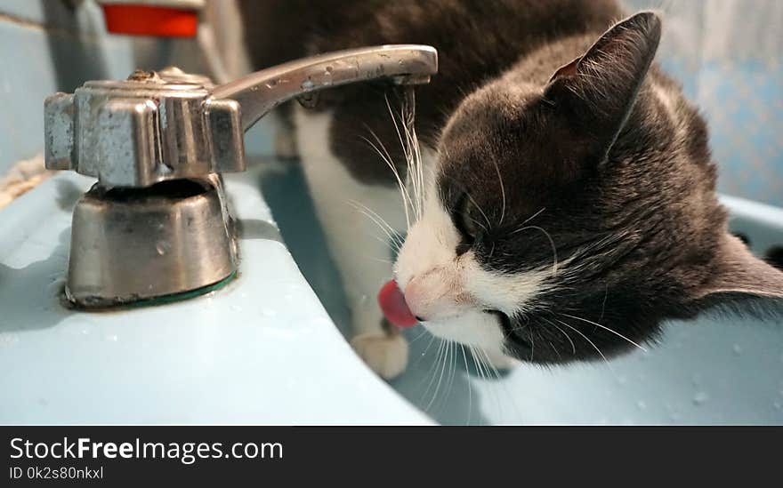 Cat drinking from a faucet