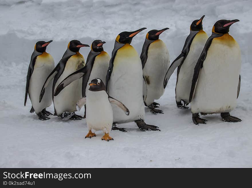 A group of King Penguins marching in the snow, Asahyiama zoo, Japan. A group of King Penguins marching in the snow, Asahyiama zoo, Japan