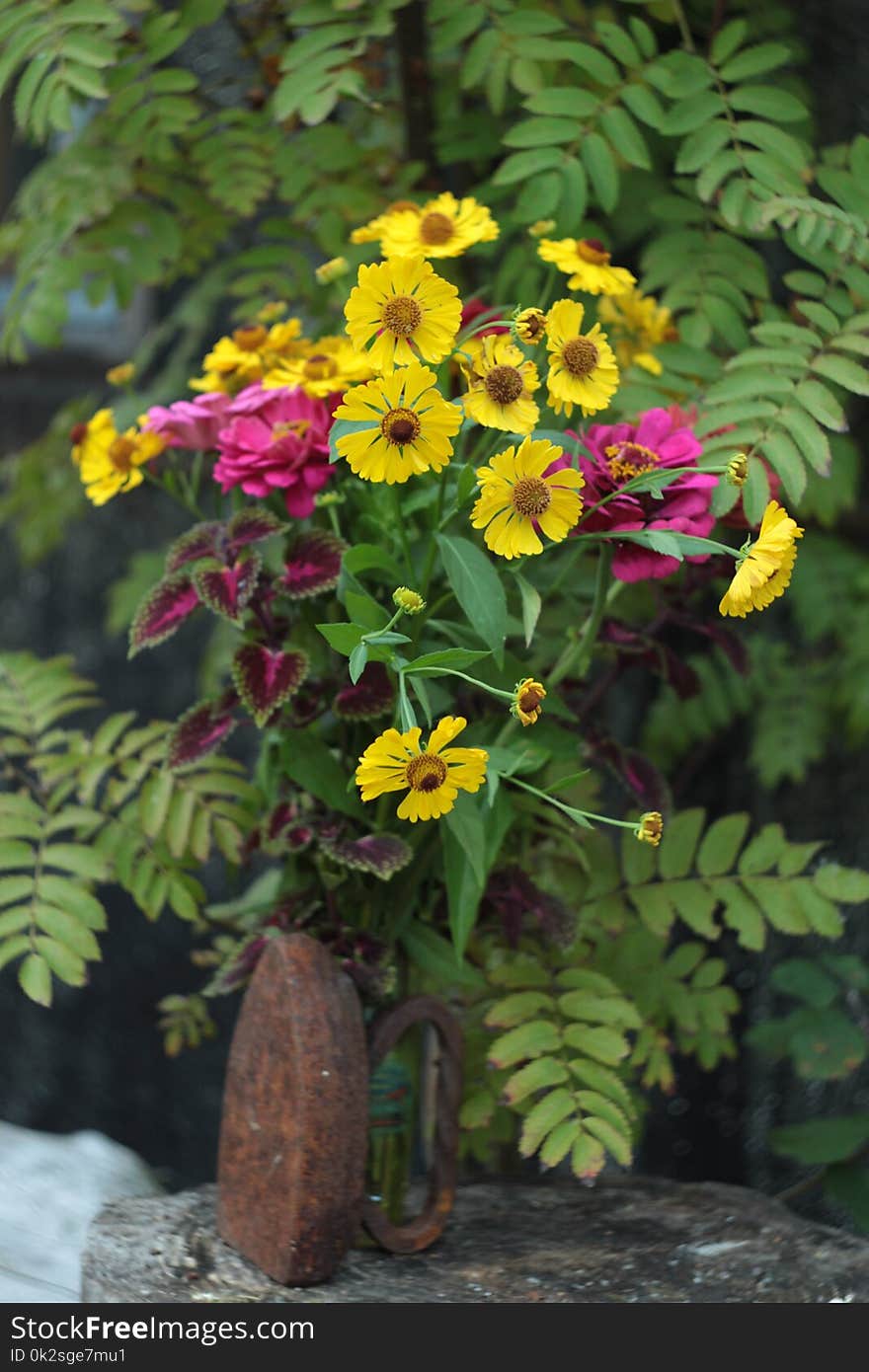 Still life composition with an old iron and yellow and pink flowers in the garden. For a greeting card, an illustration, a notebook and textbook cover. Concept of vintage, old and new. Still life composition with an old iron and yellow and pink flowers in the garden. For a greeting card, an illustration, a notebook and textbook cover. Concept of vintage, old and new.