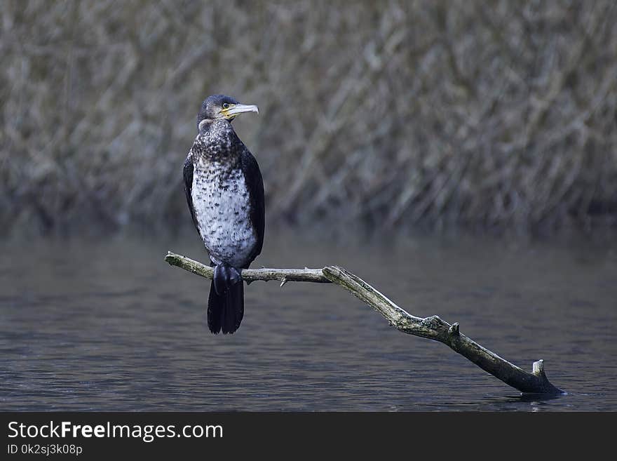 Great cormorant Phalacrocorax carbo