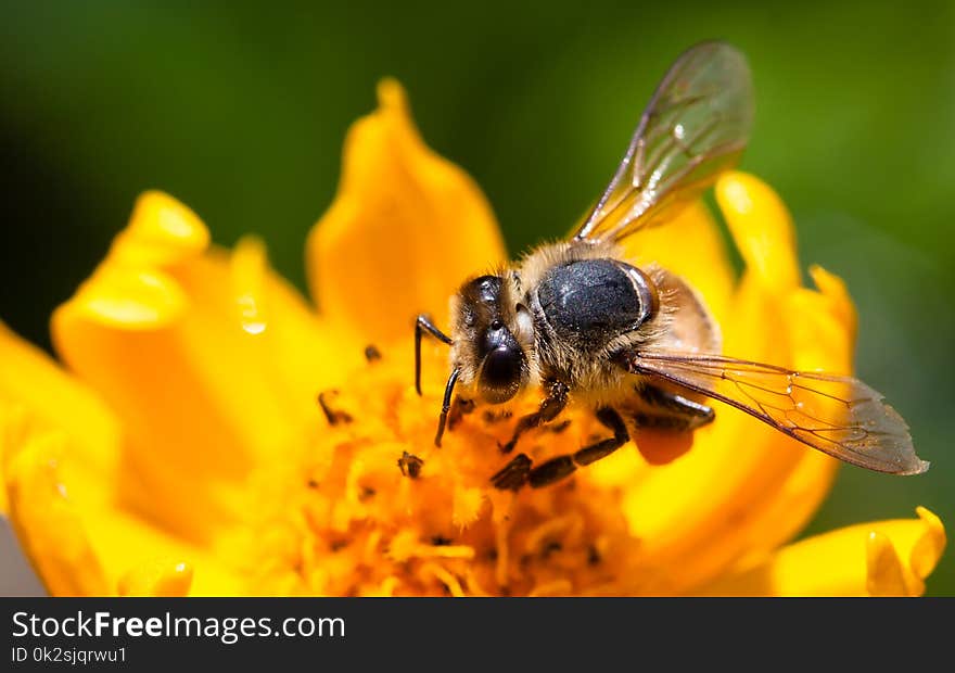 Bee pollinator collecting pollen on the surface of a yellow fresh sunflower during Spring