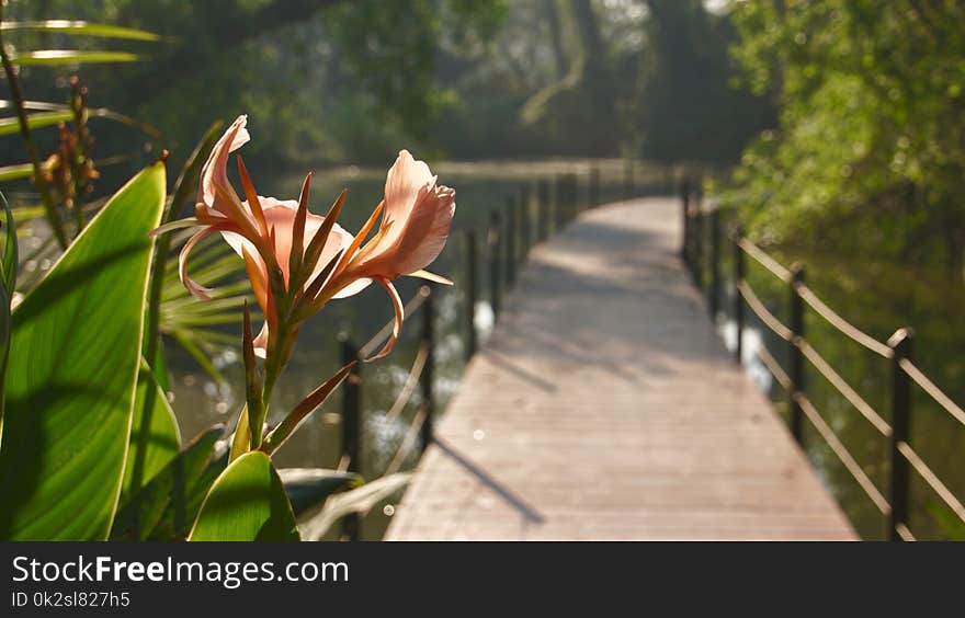 The nice and beautiful walkway in the park of Bangkok, Thailand. The pink flowers are beautiful foreground of the wooden bridge walkway as the background. The nice and beautiful walkway in the park of Bangkok, Thailand. The pink flowers are beautiful foreground of the wooden bridge walkway as the background.