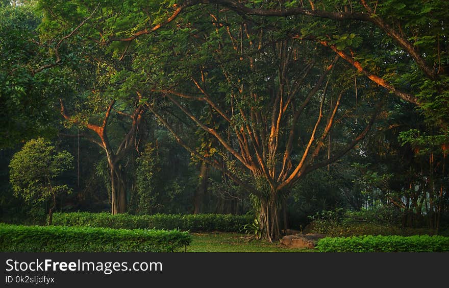 The golden light of morning sun shines to the trunks of the trees.