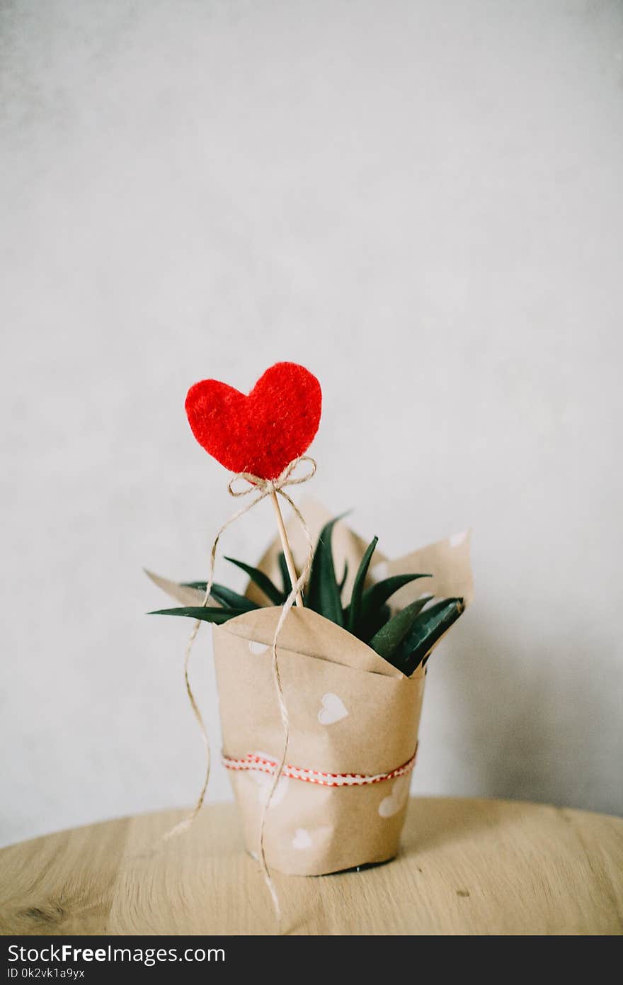 Red Heart Ornament and Aloe Vera Plant Covered With Paper