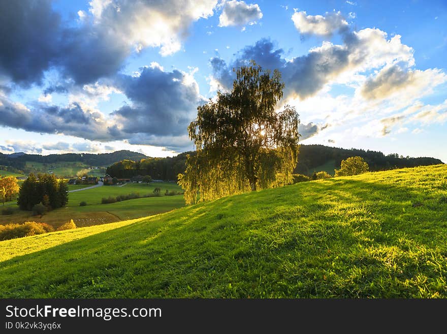 Green Tree Under Sunny Cloudy