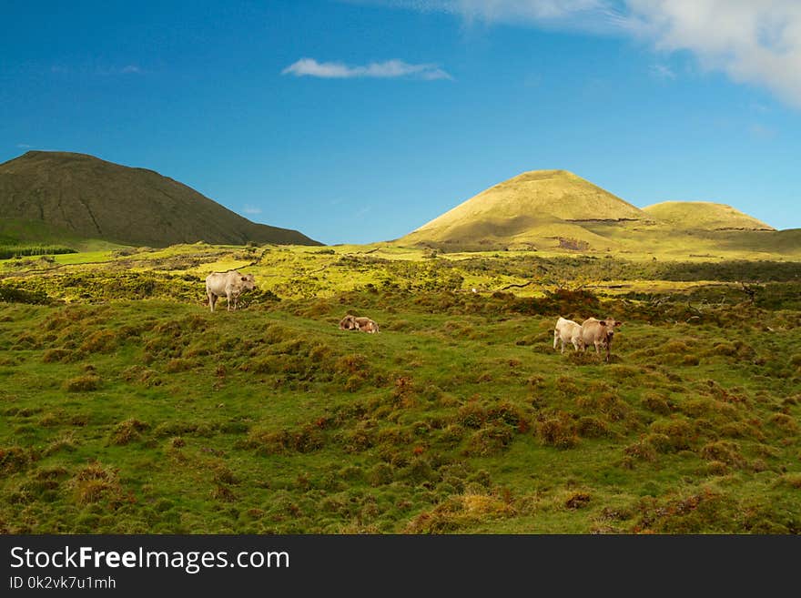 Cattles on Field Overlooking Mountains Under Blue Skt