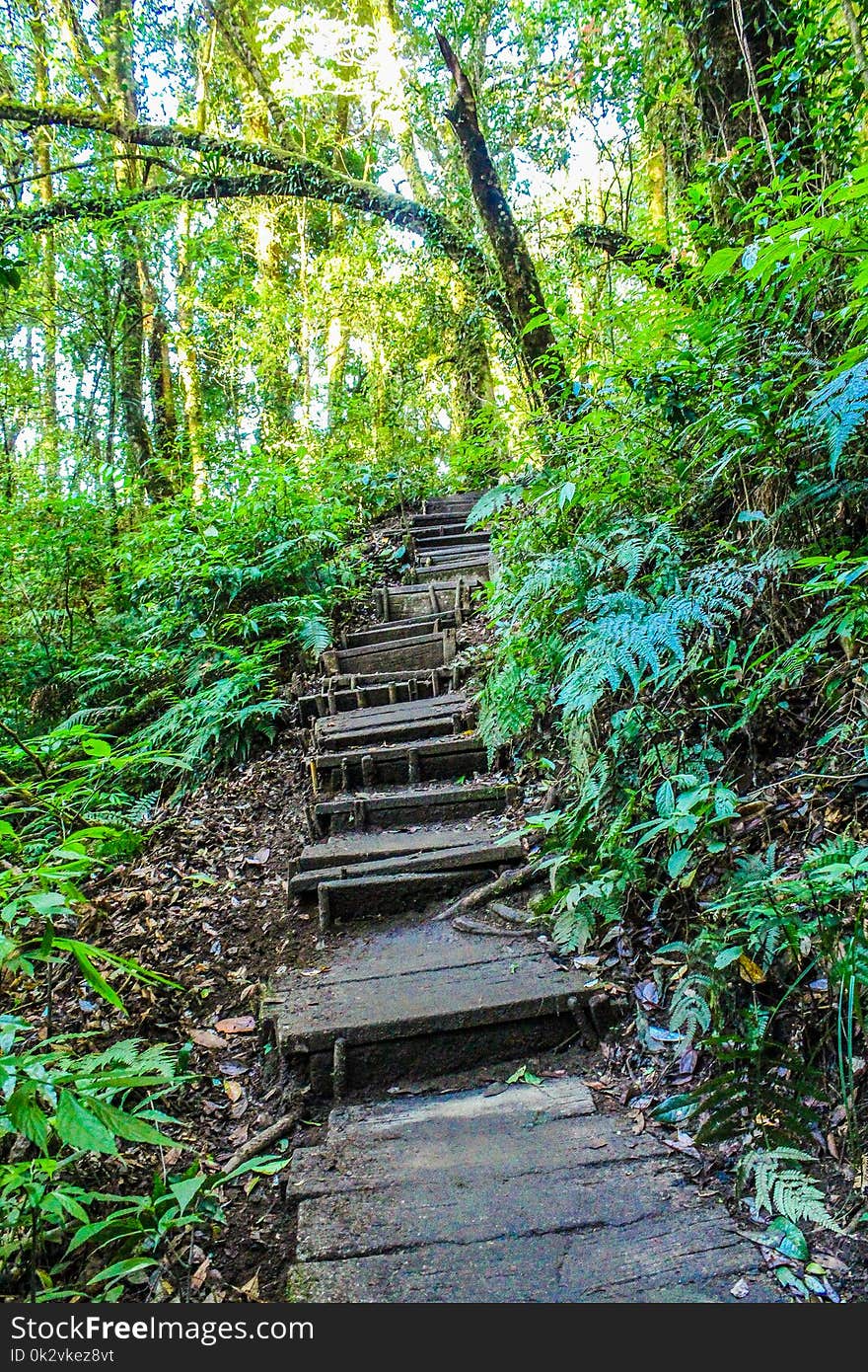 Landscape Photo of Stair in the Forest