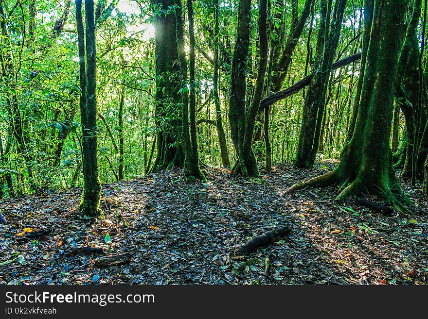 Green Leaf Trees