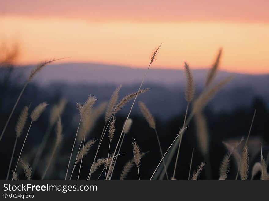 Shallow Focus Photography of Beige Plants during Orange Sunset