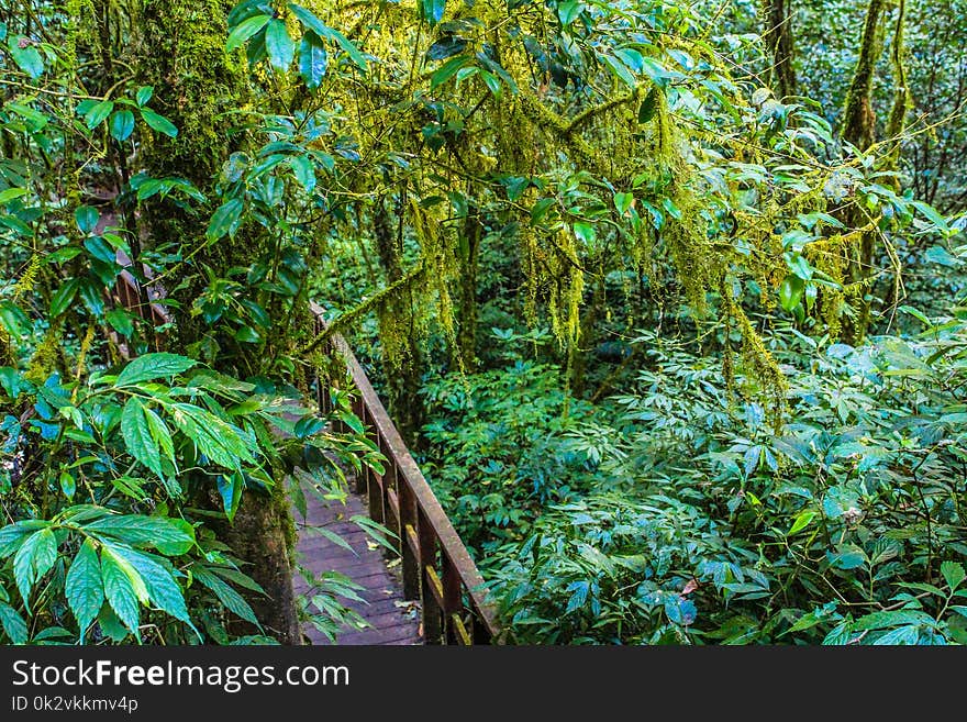 Green Trees