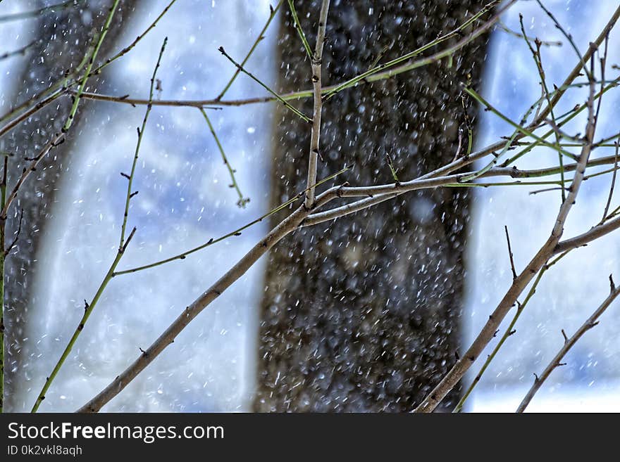 Shallow Focus Photography of Green and Brown Tree Branches