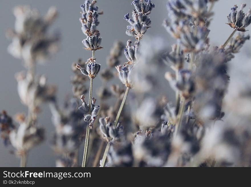 Close-up Photography of Lavender