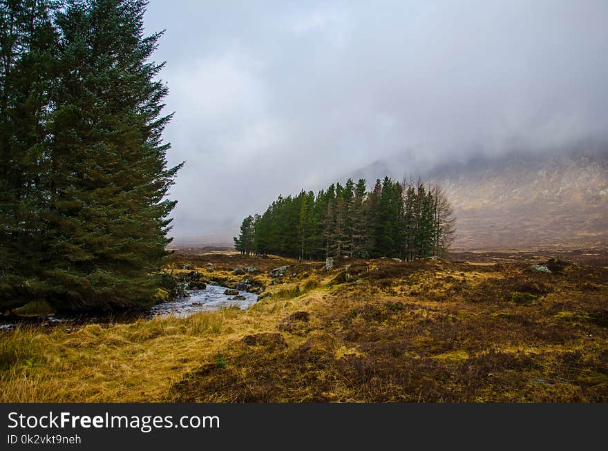 Green Pine Tress Near River