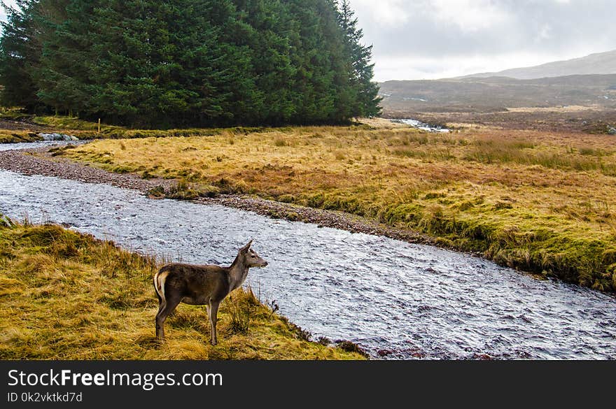 Deer Standing in Front of River