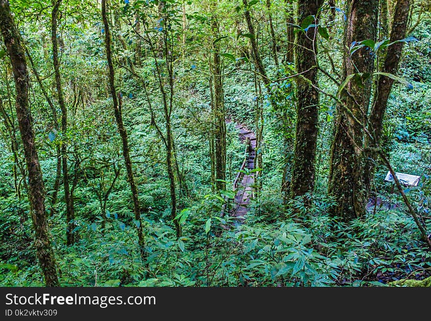 Forest With Green Plants and Trees