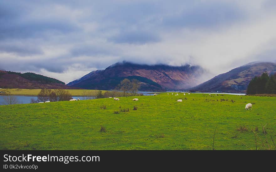 Green Grass Field Near Body of Water