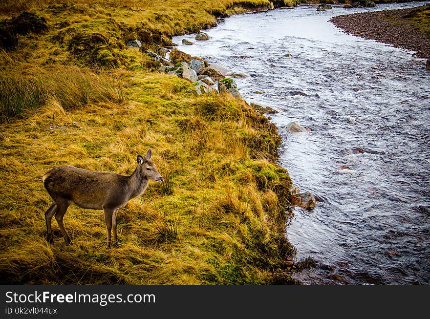 Brown Deer Standing on Grass Beside River during Daytime