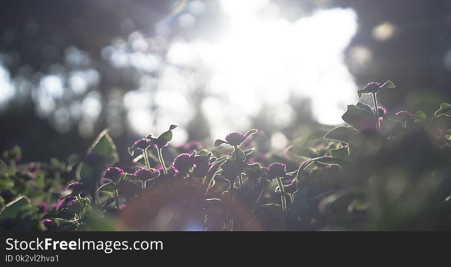 Photography of Purple Petaled Flowers