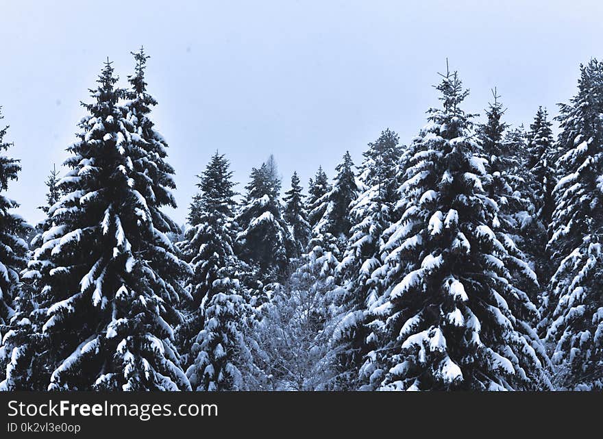 Snow Covered Pine Trees Under Cloudy Sky