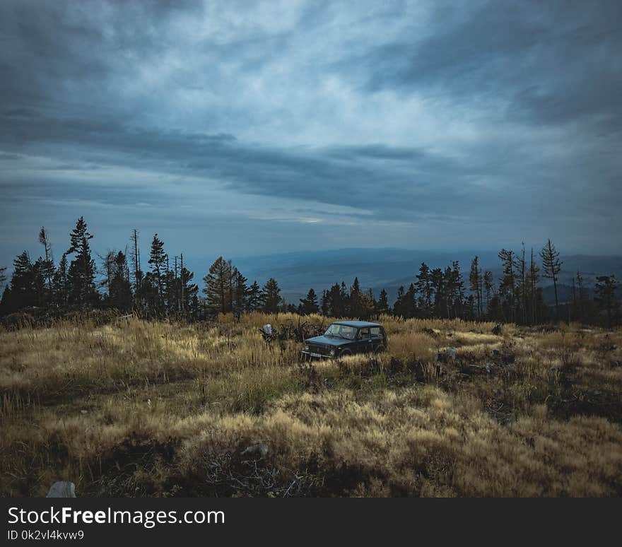 Black Jeep Wrangler Surrounded by Bush