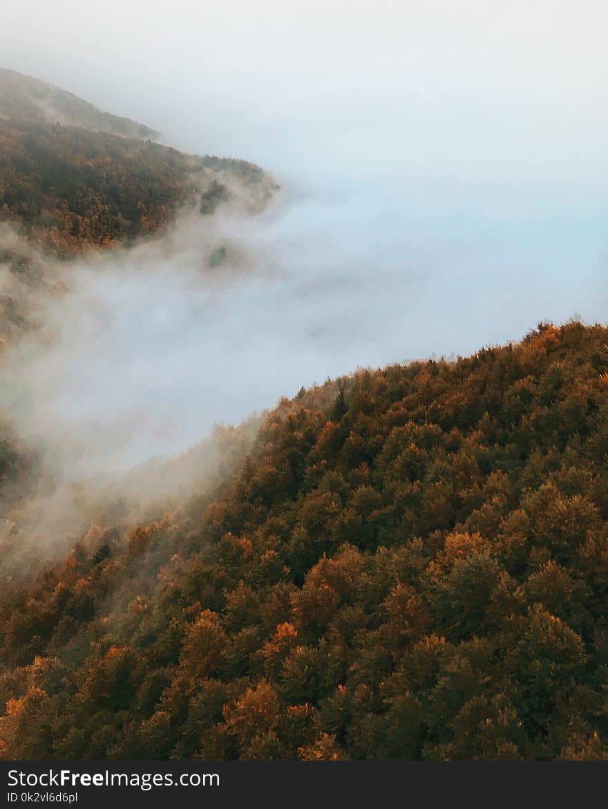 Bird&#x27;s Eye Photography of Foggy Forest