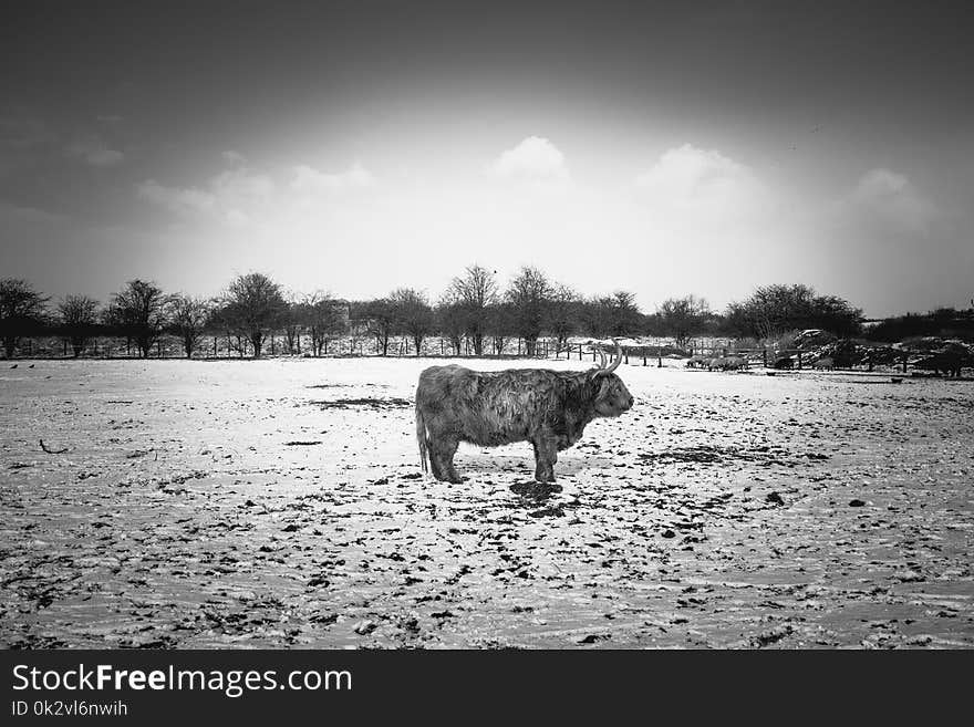 Grayscale Photo of Animal