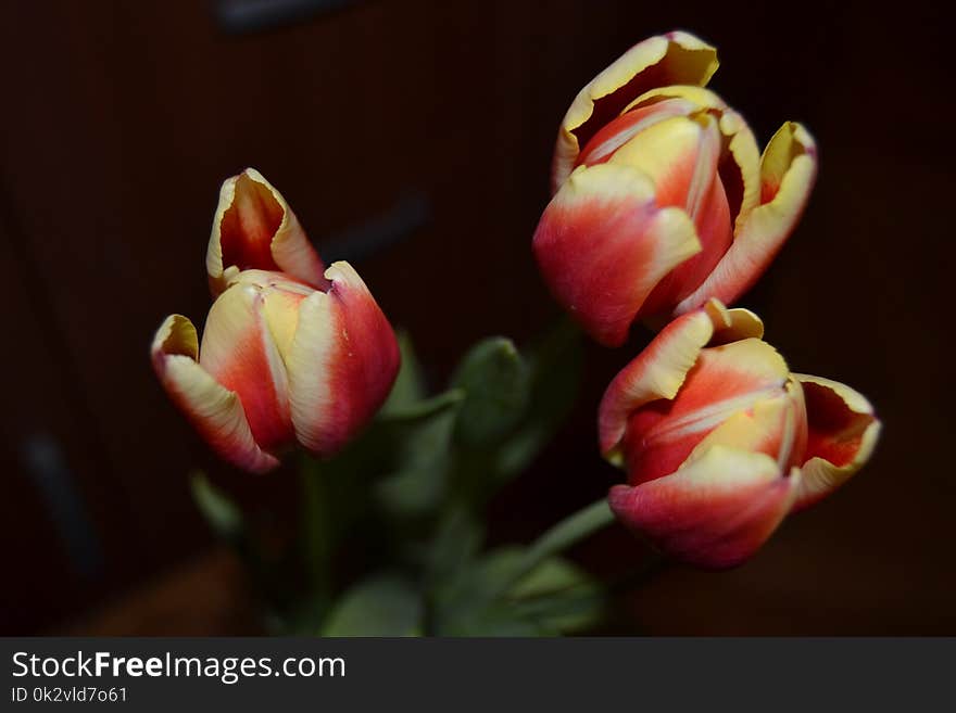 Close-up Photography of Tulips