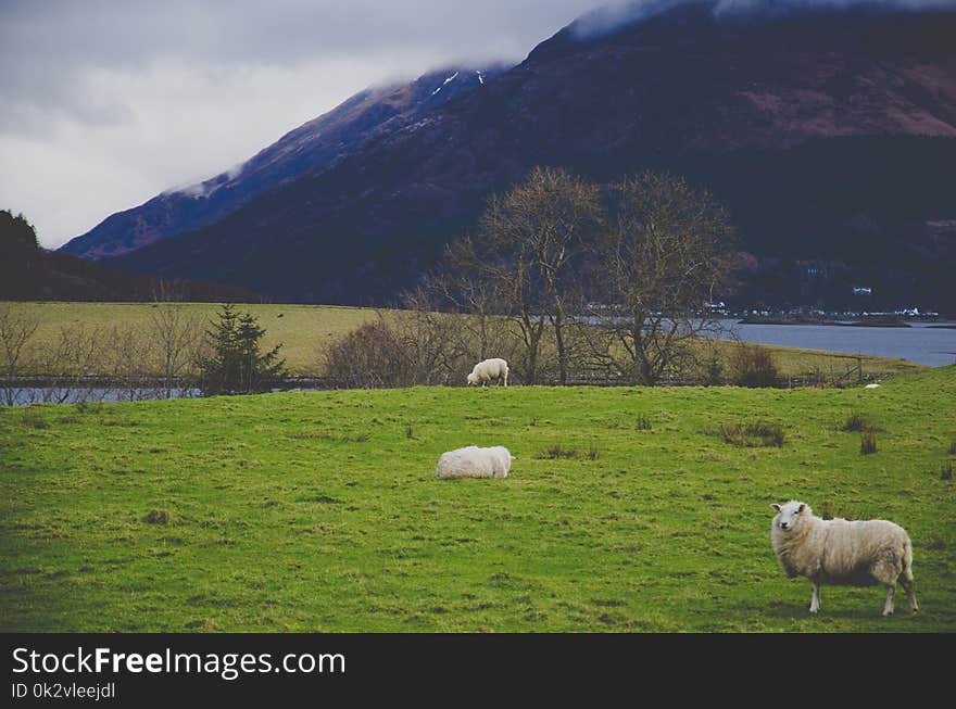 White Sheep on Green Grass Field