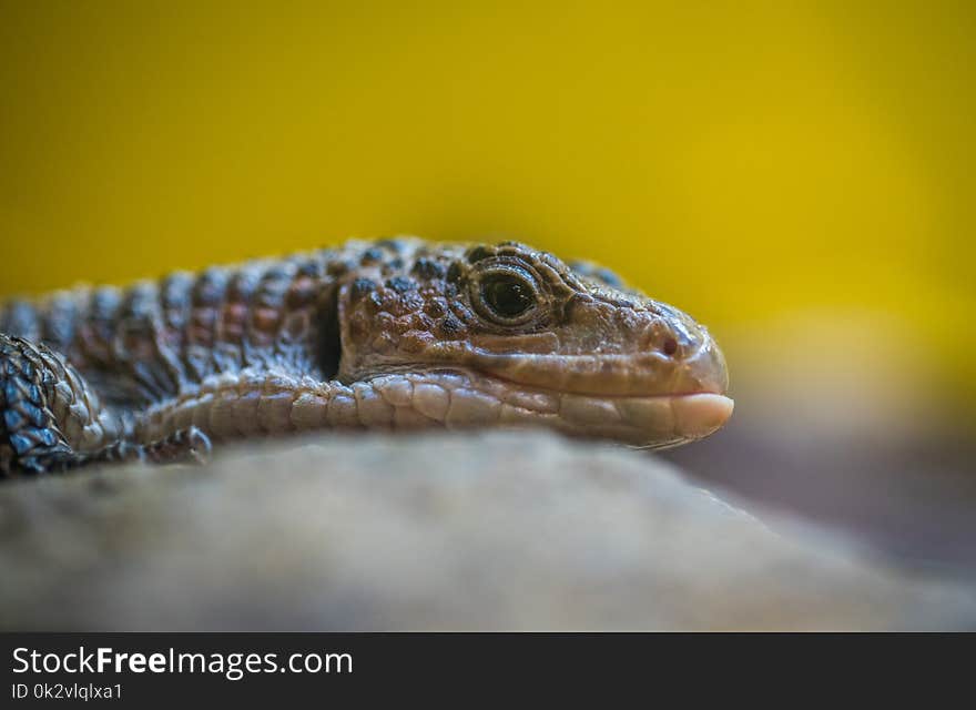 Gray Reptile Close-up Photography