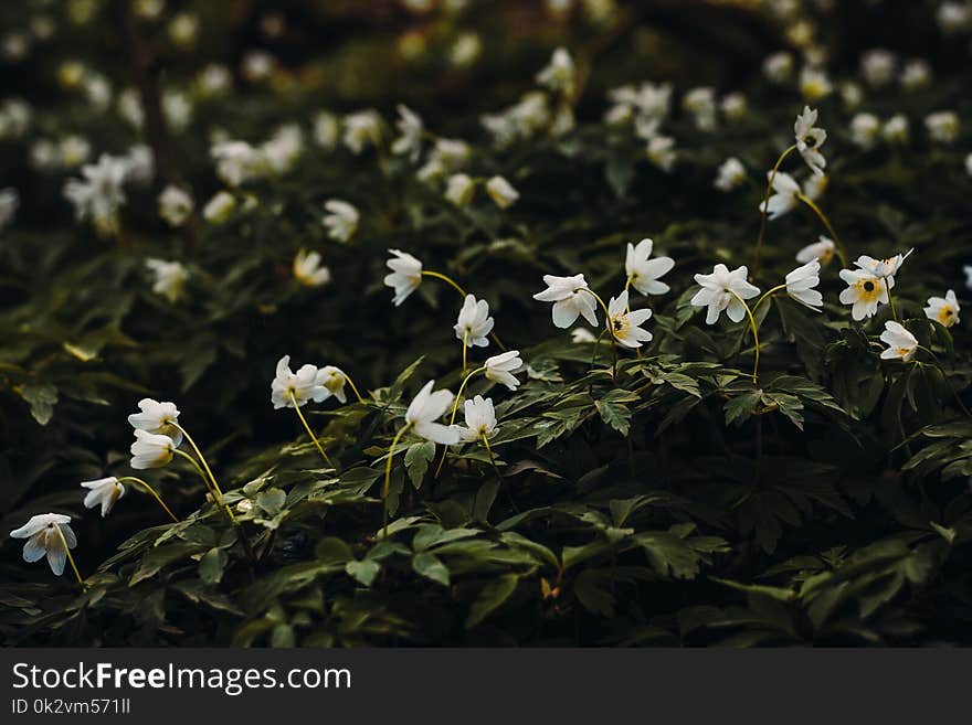 White Petaled Flower