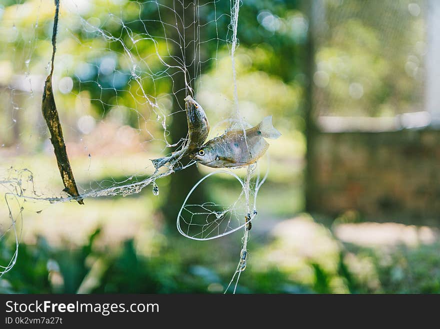 Selective Focus Photography of Two Fish on White Net