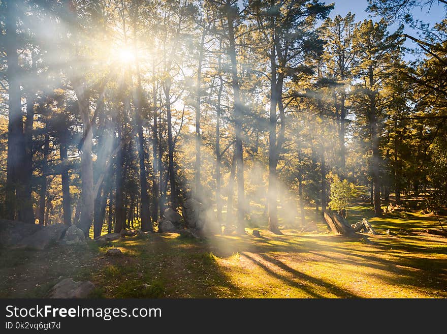 Sun rays shining through forest trees