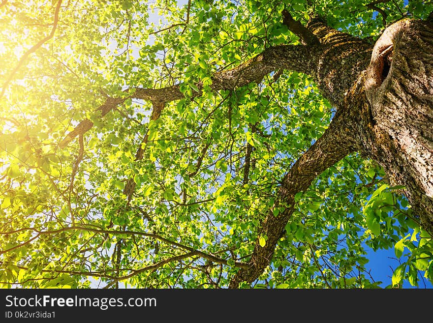 Tree foliage in morning light